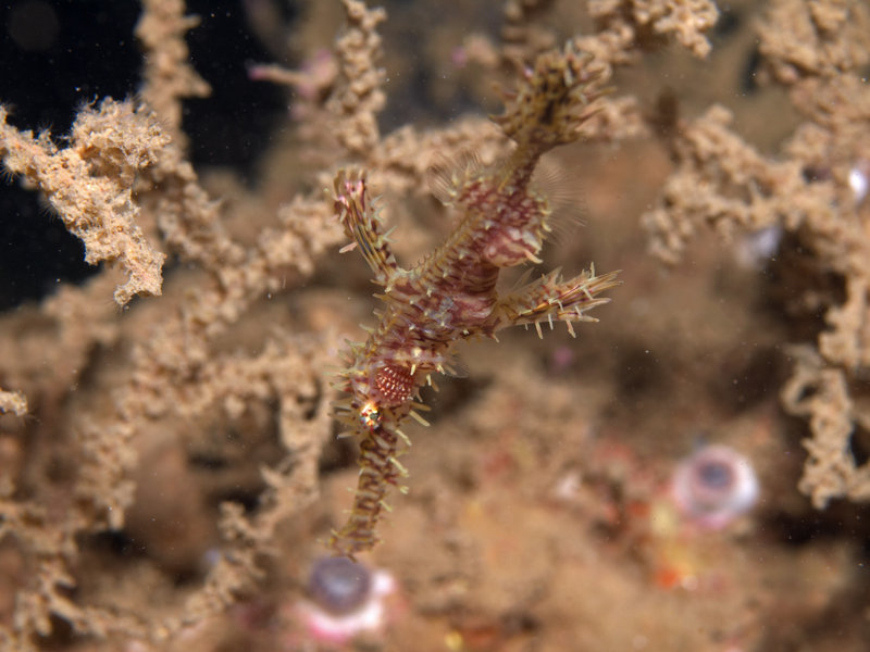 Ghost pipe fish